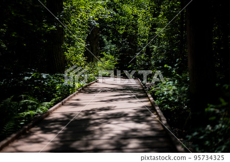 Shaded boardwalk path along Trail of Cedars to Avalanche Lake in Glacier National Park, Montana, USA. 95734325