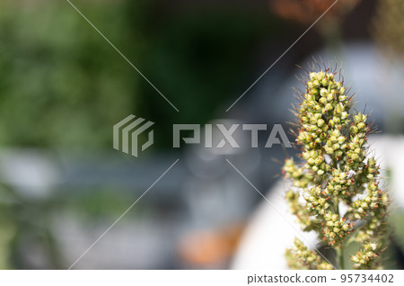 Selective focus on maturing seed head of sorghum bicolor 95734402
