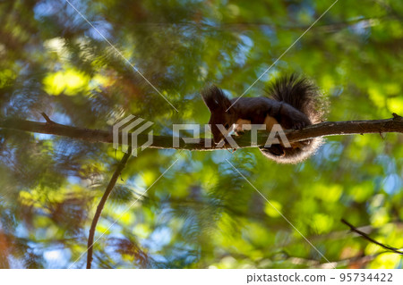 Ezo squirrel perched on a thin branch of a tree in the early morning forest with the morning sun looking down 95734422