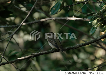 Flying summer bird of the Flycatidae family 95734432