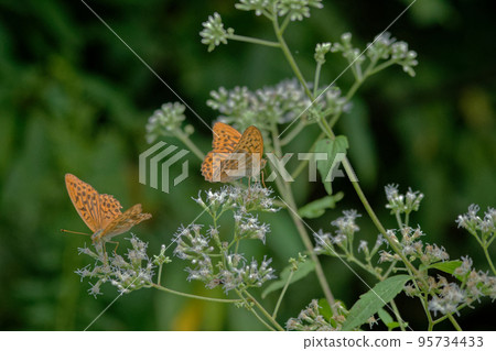 Nymphalidae Green fritillary ♂ nectar-sucking 95734433