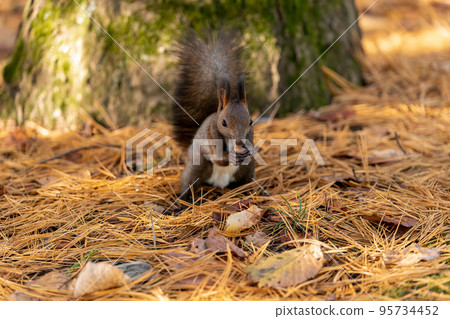 Ezo squirrels eating among the fallen pine leaves shining in the morning sun 95734452