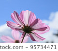 Cosmos flowers shining in the blue sky 95734471