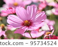 Pink cosmos flowers shine in the sunlight 95734524