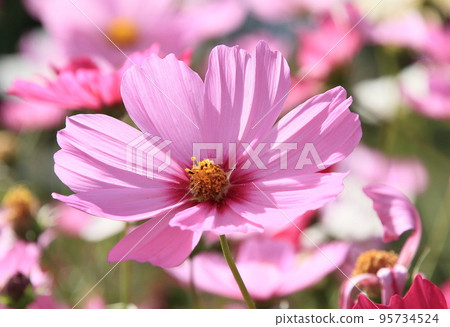 Pink cosmos flowers shine in the sunlight Pink cosmos flowers shine in the sunlight 95734524
