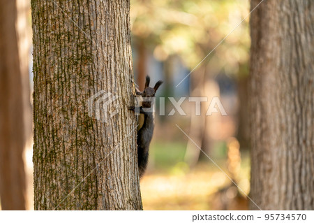 Ezo squirrel perched on a tree in the forest in the early morning sun and looking forward while holding a walnut in its mouth 95734570