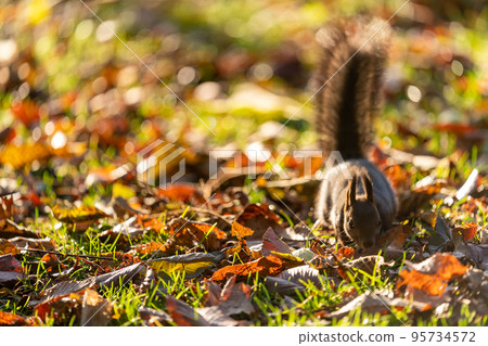 蝦夷松鼠在左邊的陽光下尋找食物 95734572