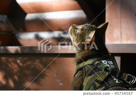 A tabby cat with a leash reacting to birds on a wooden deck 95734587