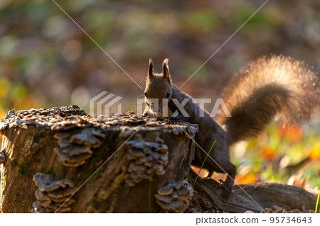 Ezo squirrel resting its front paws on a stump in the forest in the morning sun Tail shining in the morning sun Ezo squirrel resting its front paws on a stump in the forest in the morning sun Tail shining in the morning sun 95734643
