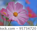 Cute pink and white cosmos flowers shine in the blue sky 95734720