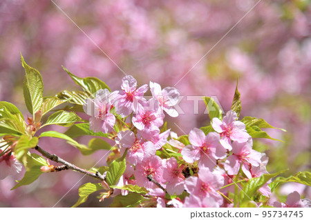 彼岸櫻花季 95734745