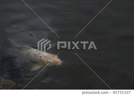 Carp in Tatsumi Pond Carp in Tatsumi Pond 95735107
