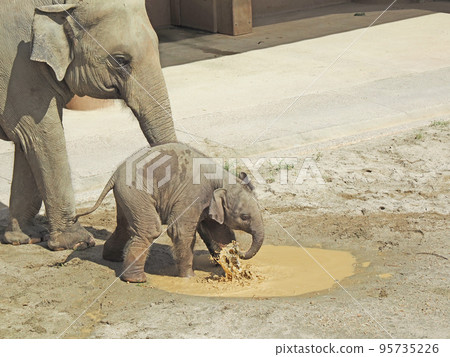 Asian elephant 95735226