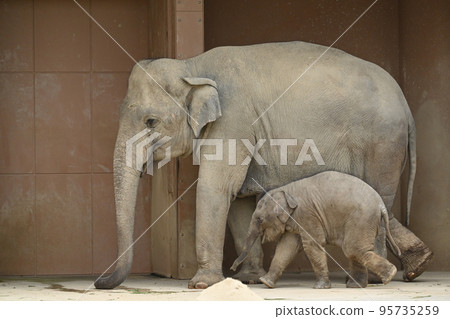Asian elephant 95735259
