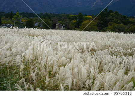 Japanese pampas grass around Sengokuhara pampas grass field in Hakone-machi, Ashigarashimo-gun, Kanagawa Prefecture 95735312