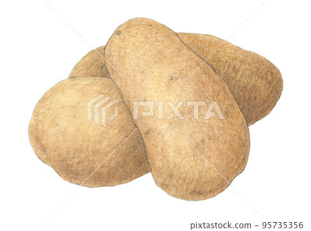 Potato drawn with watercolor pencils (May Queen) 95735356