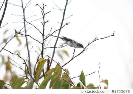 灰山椒鳥 灰山椒鳥 95735678
