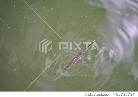 二坤台護城河裡的魚 95735757