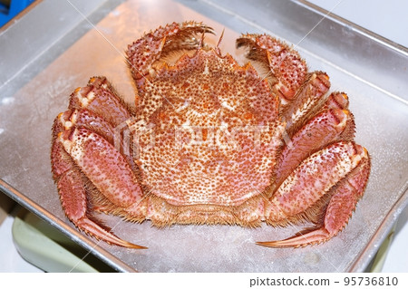 Live Hair Crab (Nijo Market, Sapporo City, Hokkaido) Live Hair Crab (Nijo Market, Sapporo City, Hokkaido) 95736810