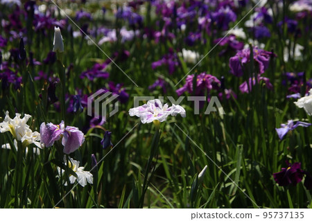 菖蒲園風光(一) 菖蒲園風光(一) 95737135
