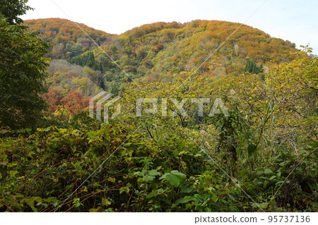 福島縣里山山毛櫸林變成橙色只見町 福島縣里山山毛櫸林變成橙色只見町 95737136