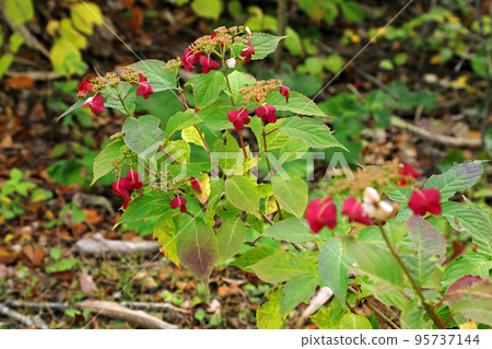 Hydrangea hydrangea ornamental flowers are autumn colors in Tadami Town, Fukushima Prefecture Hydrangea hydrangea ornamental flowers are autumn colors in Tadami Town, Fukushima Prefecture 95737144