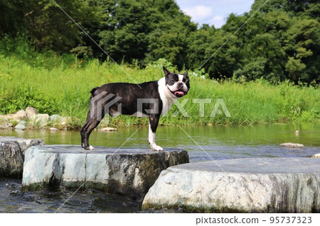 Mighty-kun, a Boston terrier, looks cute on the stepping stones of Tokigawa's Tokigawa River, a popular spot for playing in the river. 95737323