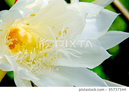 Beauty under the Moon Epiphyllum Occipetalum Beauty under the Moon Epiphyllum Occipetalum 95737344