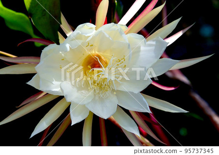 Beauty under the Moon Epiphyllum Occipetalum 95737345