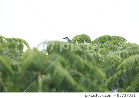 灰山椒鳥 95737351