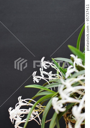 小白蘭花 95737411