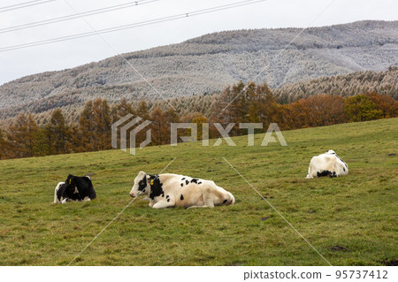 長野縣蓼科町蓼科牧場放牧的奶牛 長野縣蓼科町蓼科牧場放牧的奶牛 95737412