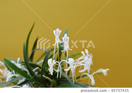 小白蘭花 95737435