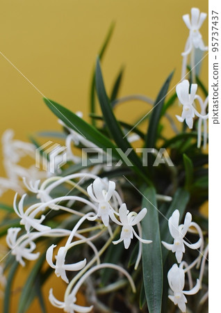 小白蘭花 小白蘭花 95737437