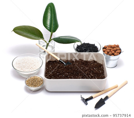 plastic box with substrate soil for ficus elastica transplanting isolated on white background 95737914