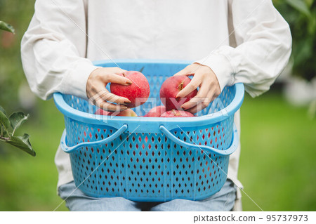把收穫的蘋果放在籃子裡 95737973