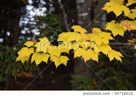 秋葉札幌市 20221030006 秋葉札幌市 20221030006 95738018