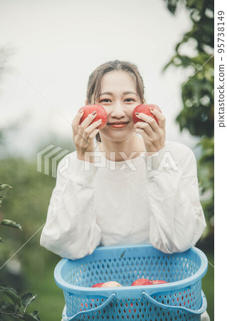 woman harvesting apples woman harvesting apples 95738149