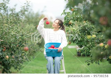 woman harvesting apples 95738158