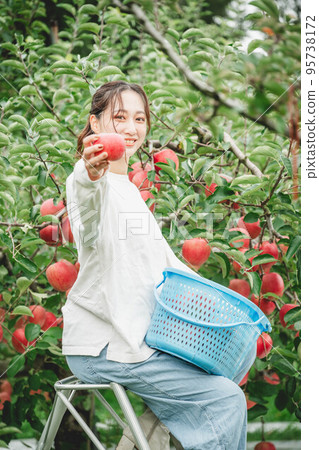 woman harvesting apples woman harvesting apples 95738172