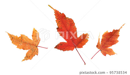 Set of autumn red and orange eaves isolated Set of autumn red and orange eaves isolated 95738534