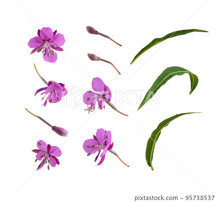 Set of pink epilobium flowers, buds and green leaves isolated 95738537