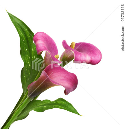 Pink flowers and green leaves of calla (Zantedeschia) in a bouquet isolated on white. Corner arrangement. Pink flowers and green leaves of calla (Zantedeschia) in a bouquet isolated on white. Corner arrangement. 95738538