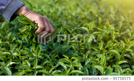 Picking tea leaves by hand in organic green tea farm. Beautiful fresh green tea plantation .  95738575
