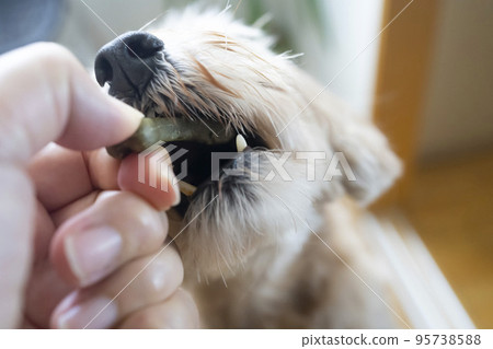 cute dog with big mouth 95738588