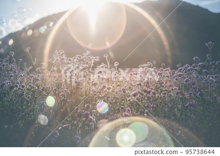 傍晚的陽光和紫色的花朵 95738644