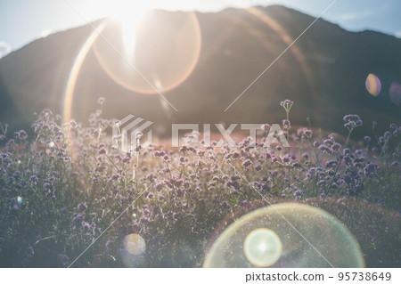 Evening sun and purple flowers Evening sun and purple flowers 95738649