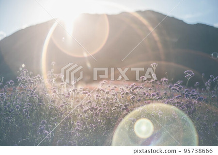 傍晚的陽光和紫色的花朵 95738666