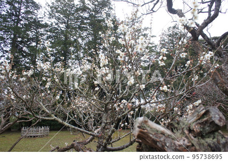 2月梅花也很美的松江城山公園 95738695