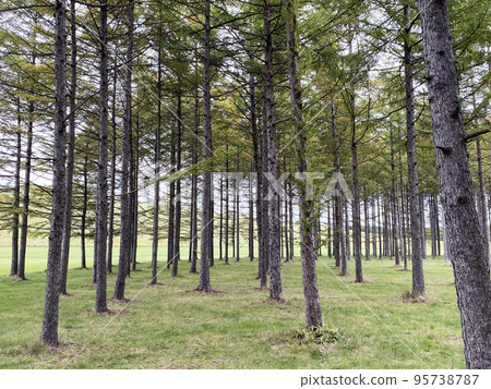 北海道美麗的綠色雪松林 北海道美麗的綠色雪松林 95738787